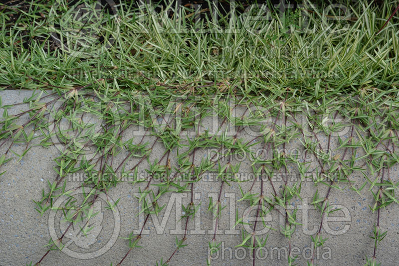 Stenotaphrum secundatum (St. Augustine grass) 1 