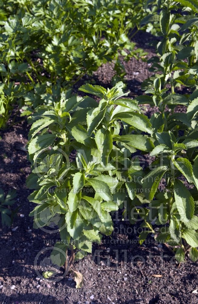 Stevia rebaudiana (Sweetleaf) 3