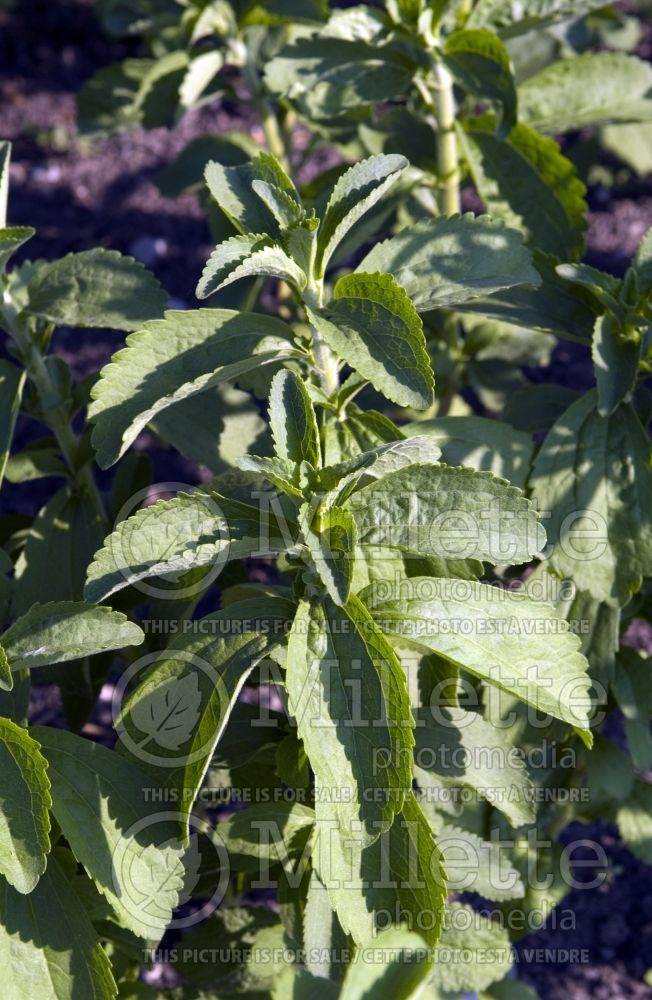 Stevia rebaudiana (Sweetleaf) 4