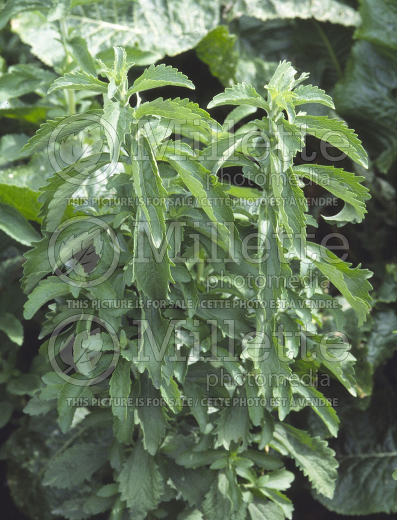 Stevia rebaudiana (Sweetleaf) 1 