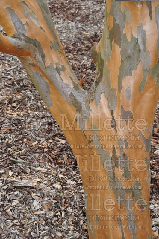 Stewartia monadelpha - Bark (Orangebark stewartia) 1