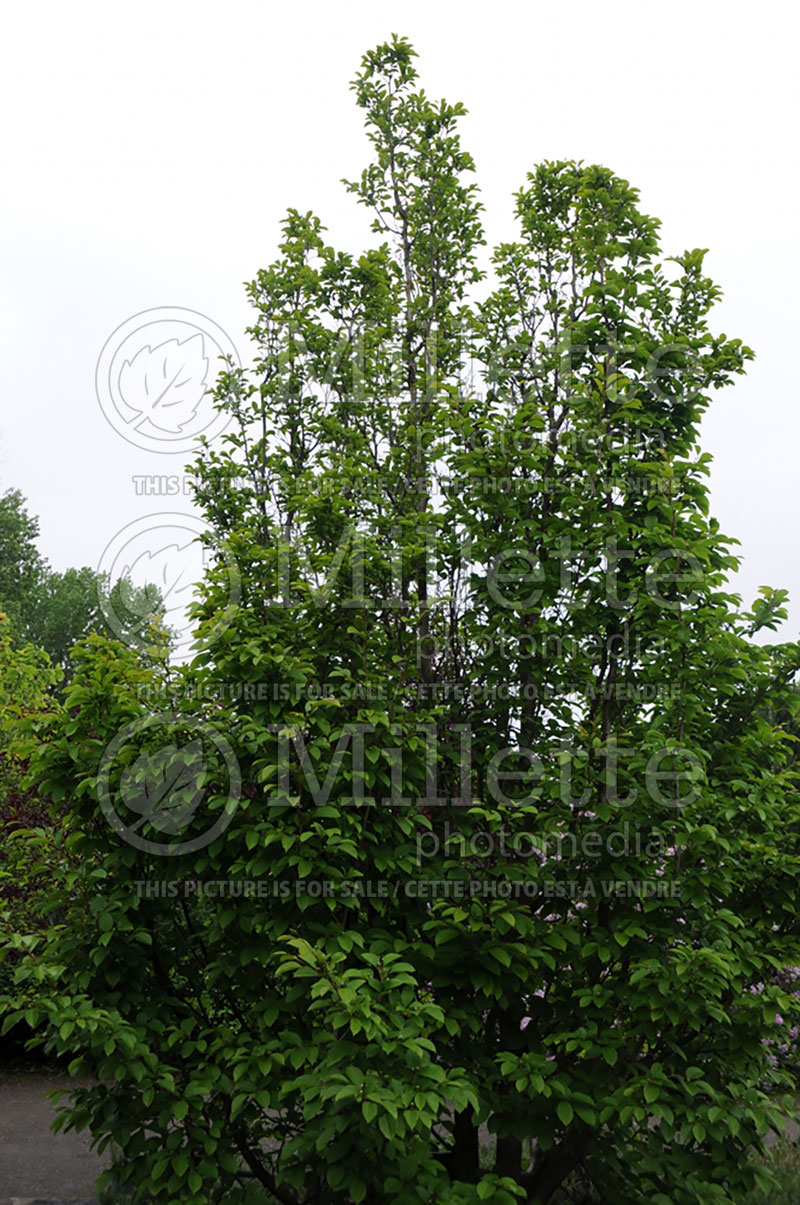 Stewartia pseudocamellia (Japanese stewartia) 1 