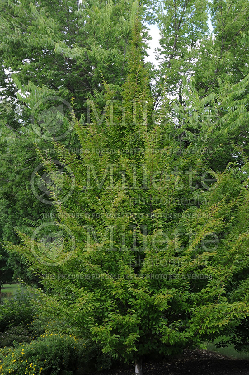 Stewartia pseudocamellia (Japanese stewartia) 3 