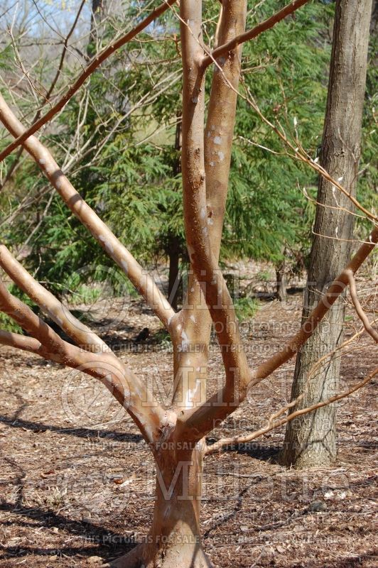 Stewartia sinensis - Bark (Japanese stewartia) 7 