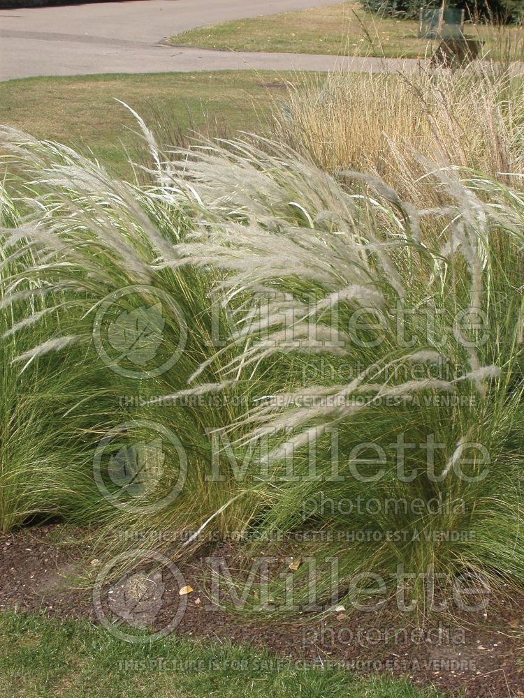 Stipa ichu  (Peruvian feathergrass, ichhu grass) 1 