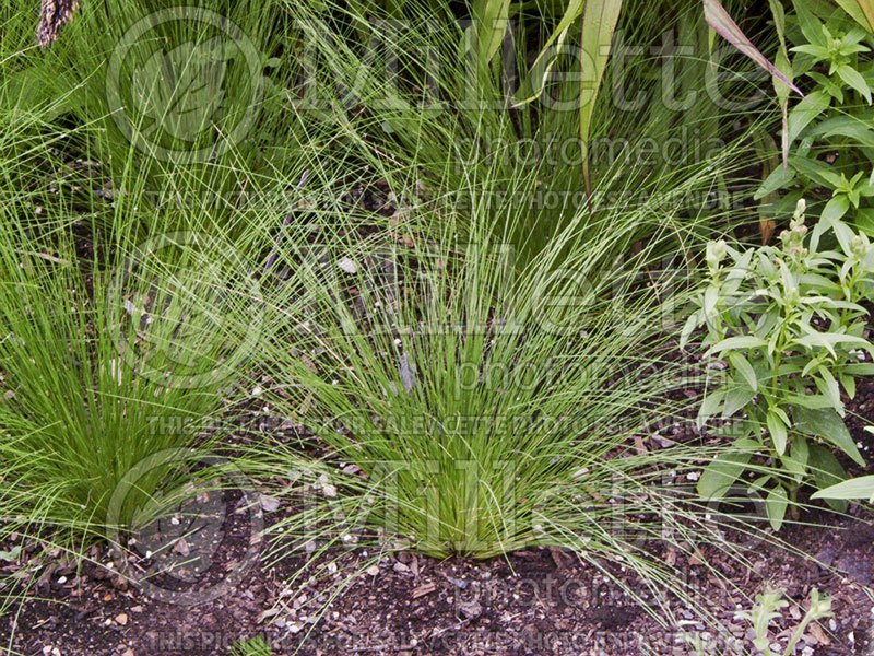 Stipa Capriccio (Feather Grass) 1 