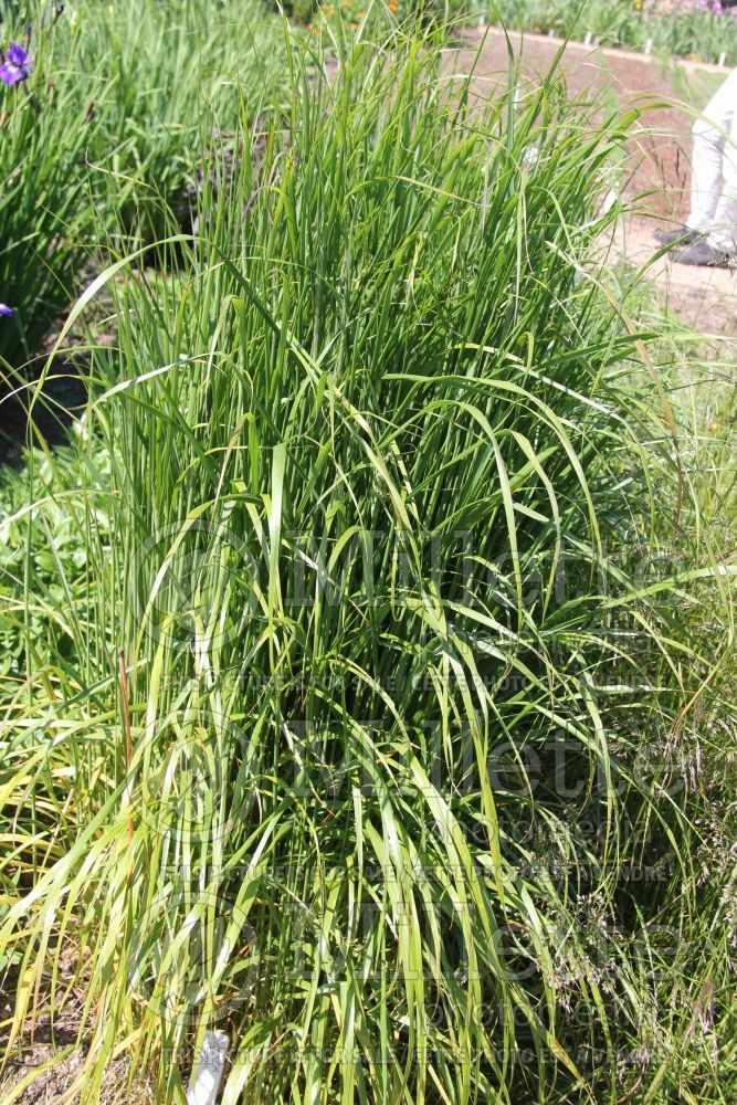 Stipa aka Achnatherum calamagrostis (Spear Grass, Needle Grass  ornamental grass) 1 