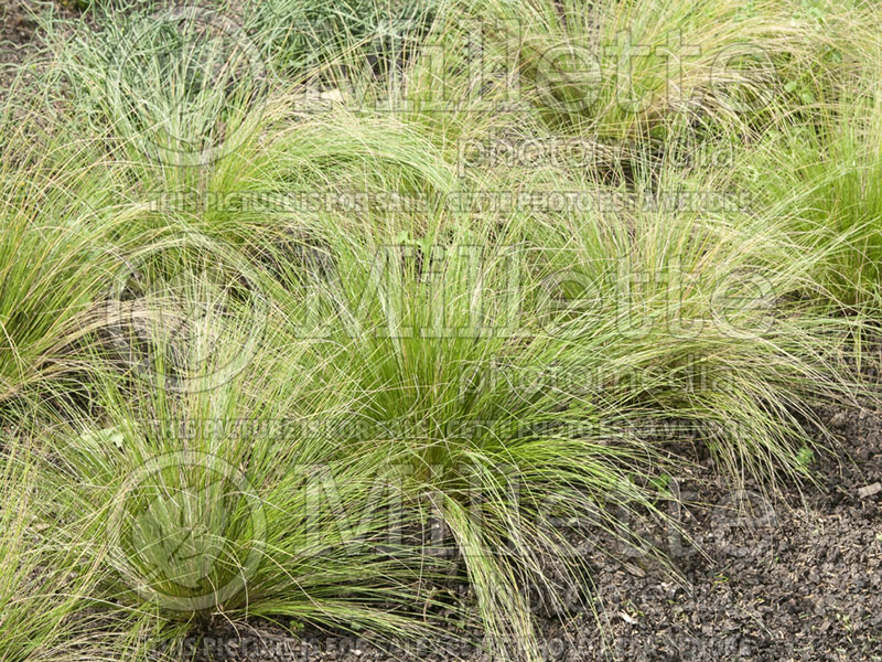 Stipa Wind Whispers (Feather Grass) 2 