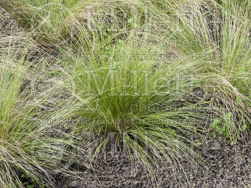 Stipa Wind Whispers (Feather Grass) 1 