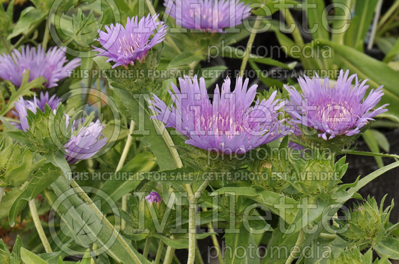 Stokesia Blue Danube (Stokes Aster) 3