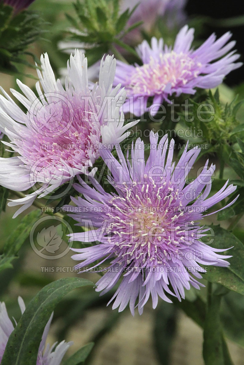 Stokesia Blue Danube (Stokes Aster) 1