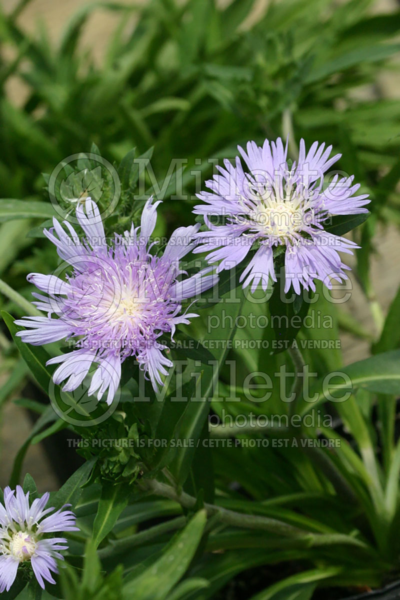 Stokesia Blue Danube (Stokes Aster) 4