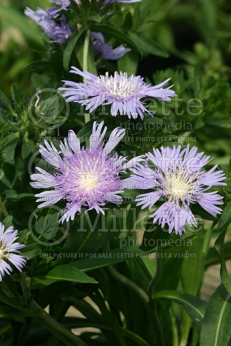 Stokesia Blue Danube (Stokes Aster) 5