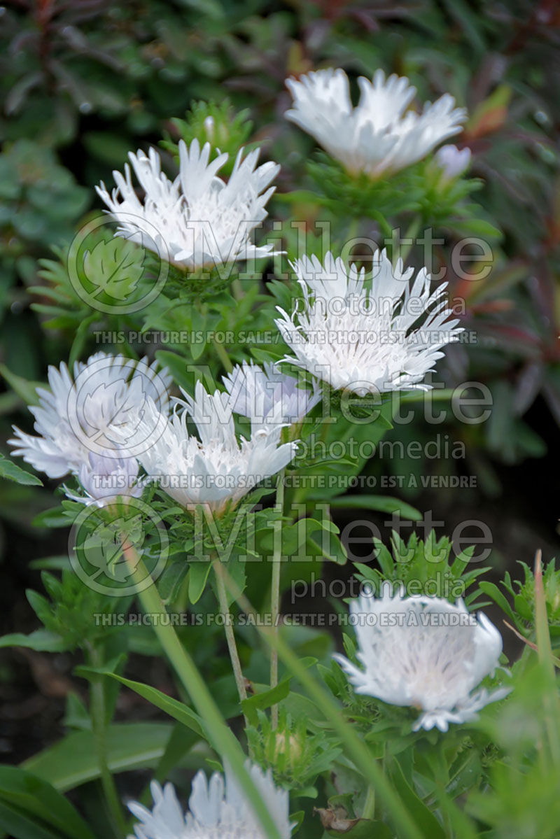 Stokesia Divinity (Stokes Aster) 1