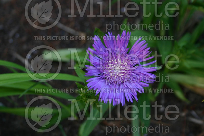 Stokesia Honeysong Purple (Stokes' Aster)  1