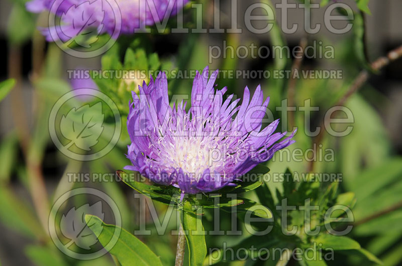 Stokesia Honeysong Purple (Stokes' Aster)  2