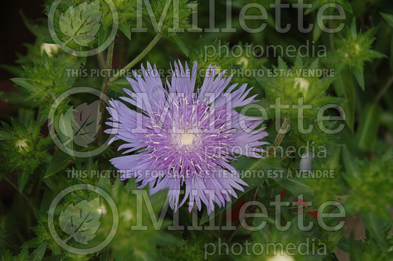 Stokesia Peachie’s Pick (Stokes' Aster)  3