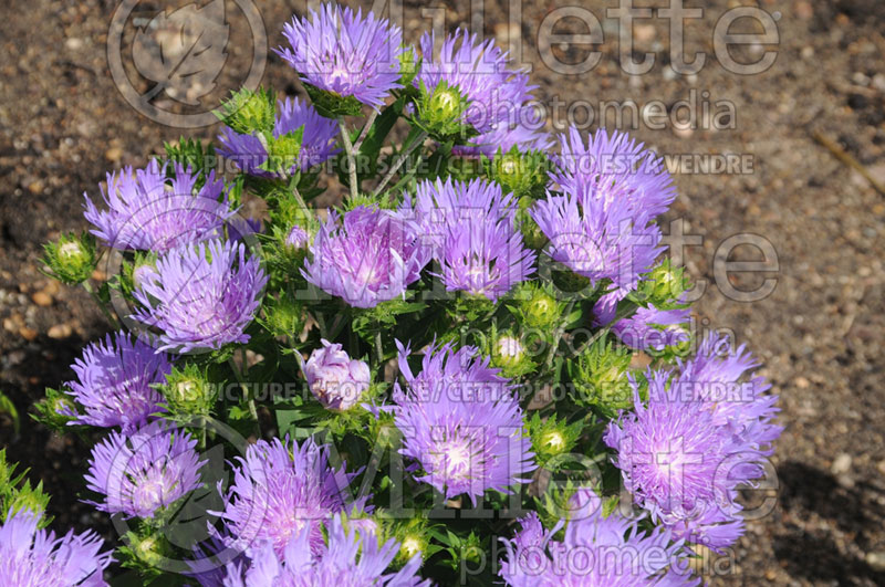 Stokesia Peachie’s Pick (Stokes Aster) 1