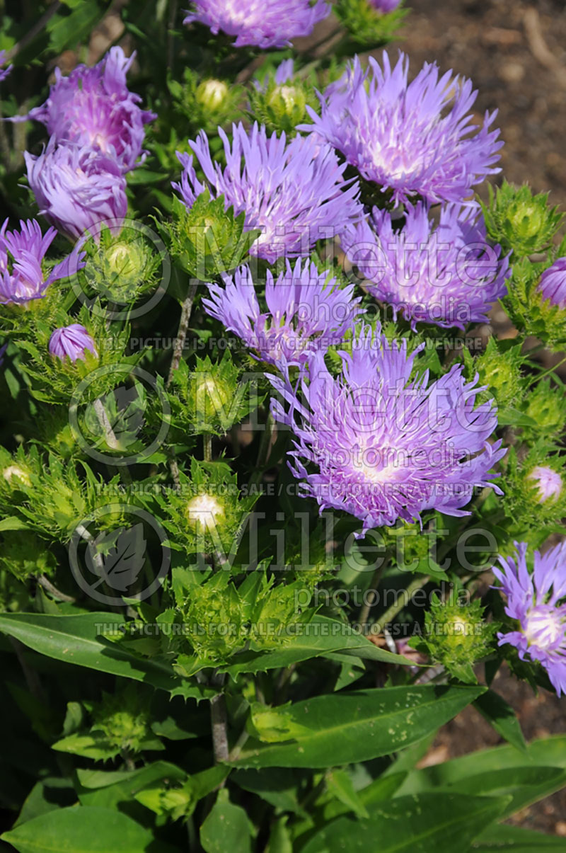 Stokesia Peachie’s Pick (Stokes Aster) 2