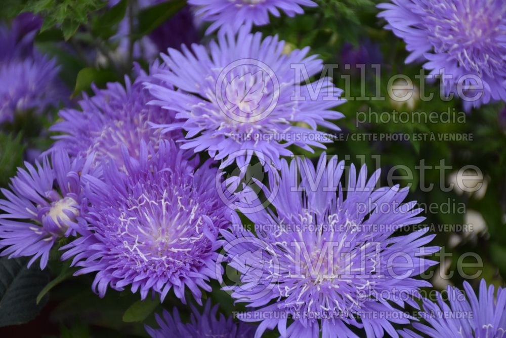 Stokesia Peachie’s Pick (Stokes Aster) 12