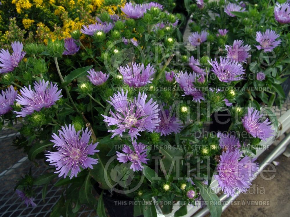 Stokesia Peachie’s Pick (Stokes Aster) 6