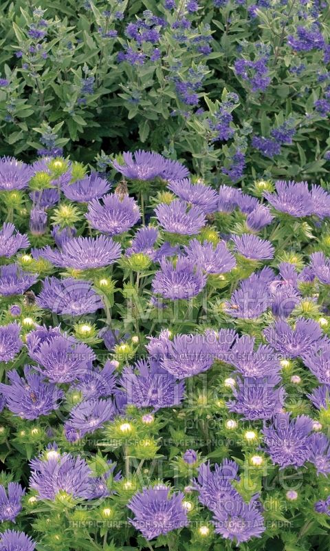 Stokesia Peachie’s Pick (Stokes Aster) 8