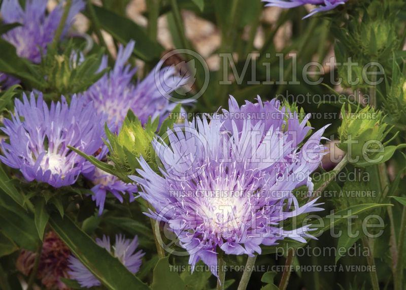 Stokesia Peachie’s Pick (Stokes Aster) 9