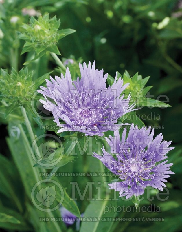 Stokesia Peachie’s Pick (Stokes Aster) 10