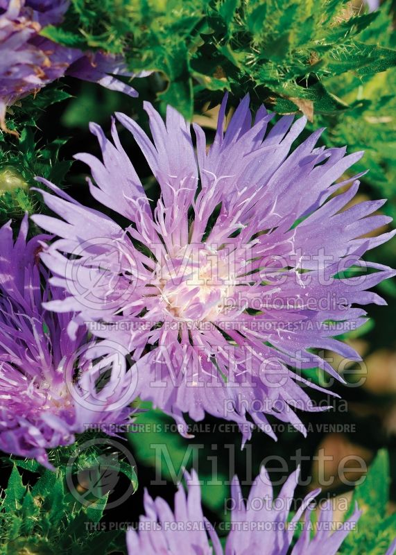 Stokesia Peachie’s Pick (Stokes Aster) 7