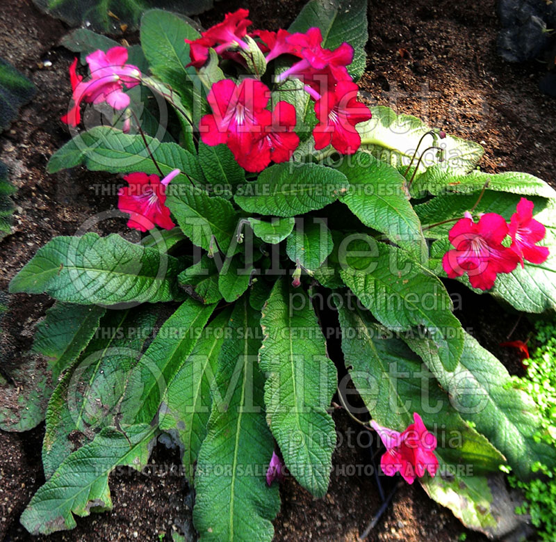 Streptocarpus Tanager (Cape Primrose) 1