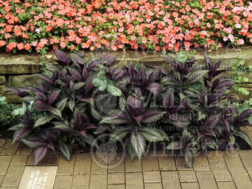 Strobilanthes dyerianus (Persian shield) 1 