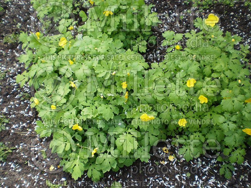 Stylophorum diphyllum (Celandine Poppy)  1