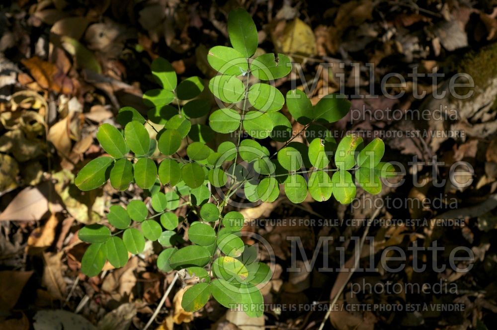 Styphnolobium affine (Eve's necklace) 1 