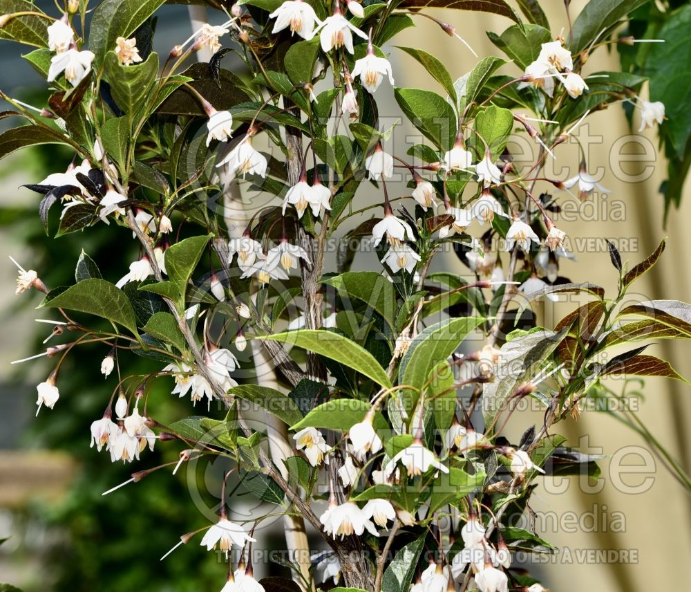 Styrax Evening Light (Japanese Snowbell) 3 