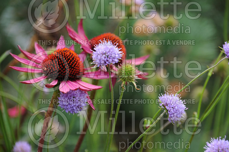 Succisa pratensis or Scabiosa succisa (Devil's-bit Scabious) 1