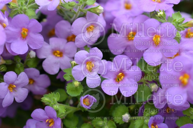 Sutera Calypso Jumbo Deep Lavender (Bacopa) 1 