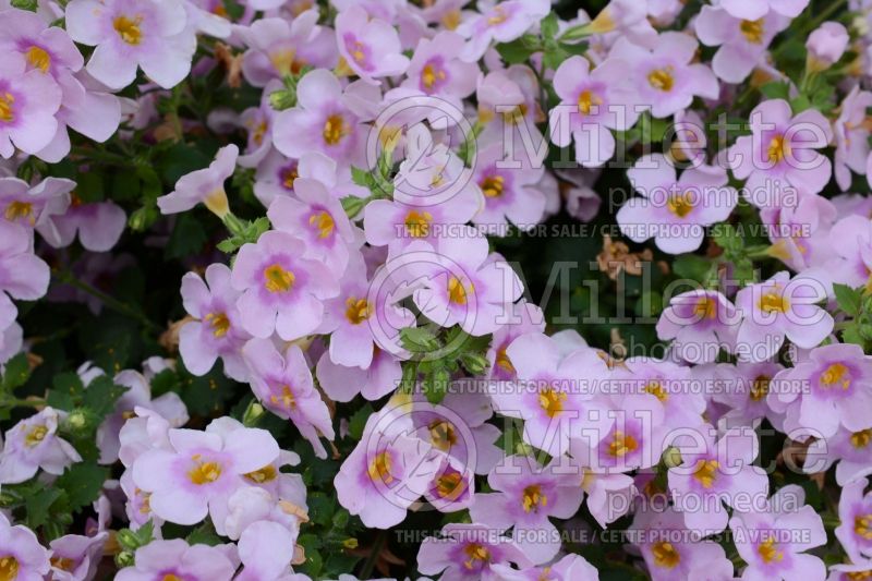 Sutera Calypso Jumbo Pink with Eye (Bacopa) 1 