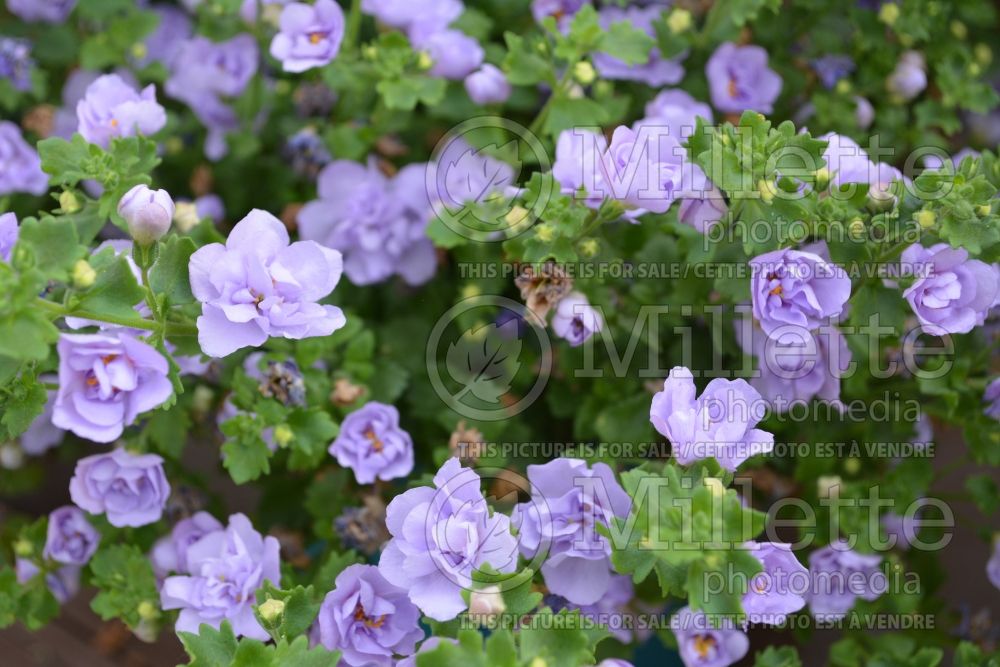 Sutera or Bacopa Scopia Double Lavender (Bacopa) 1 