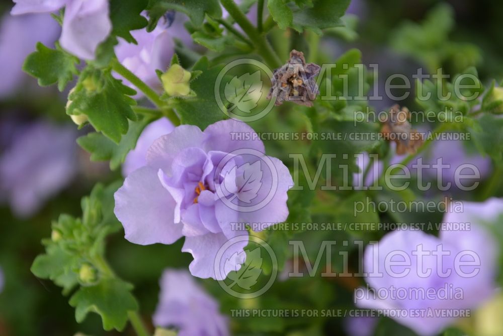 Sutera or Bacopa Scopia Double Lavender (Bacopa) 2 