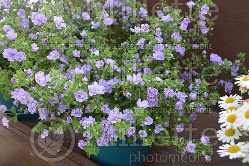 Sutera or Bacopa Scopia Double Lavender (Bacopa) 3 