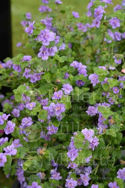 Sutera Snowstorm Blue Bubbles (Bacopa) 1 