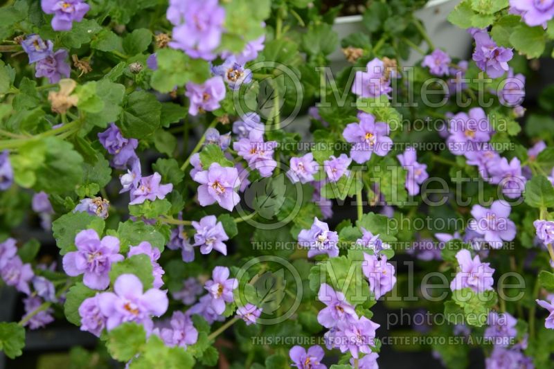 Sutera Snowstorm Blue Bubbles (Bacopa) 2 