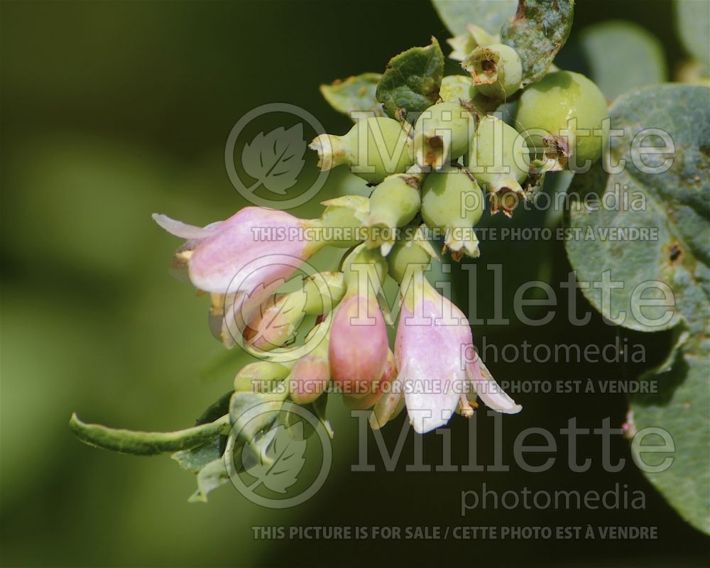 Symphoricarpos albus (Snowberry - Symphorine) 3 