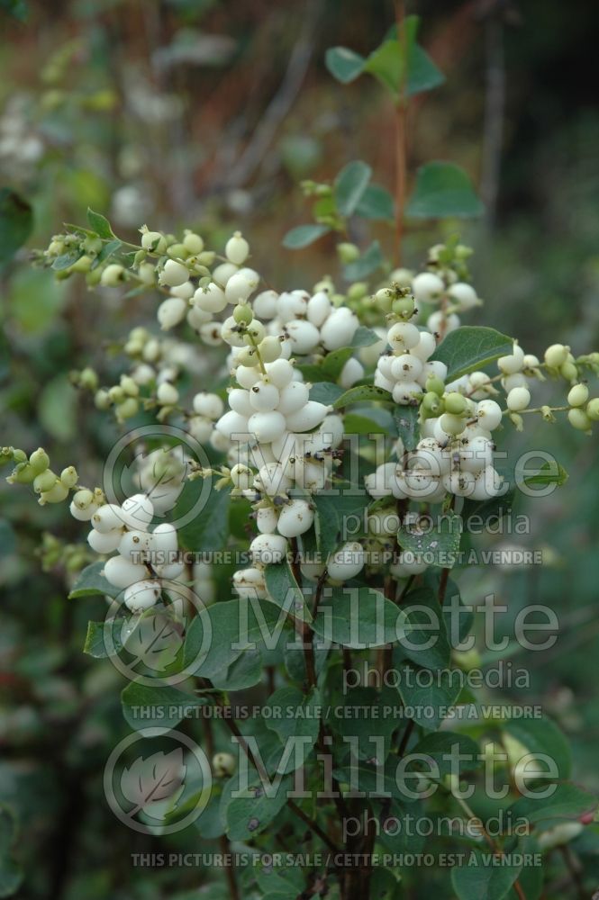 Symphoricarpos albus (Snowberry - Symphorine) 5 