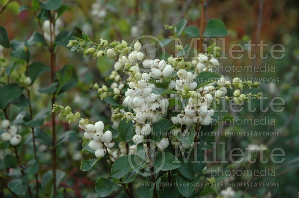 Symphoricarpos albus (Snowberry - Symphorine) 4 