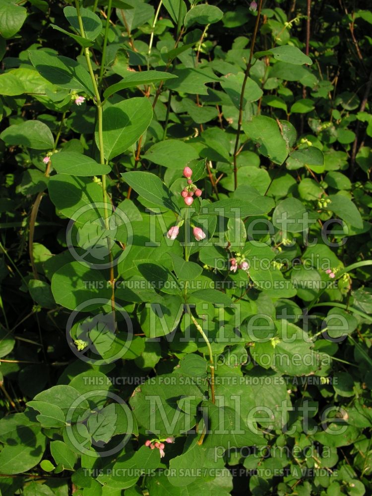 Symphoricarpos albus (Snowberry - Symphorine) 11 