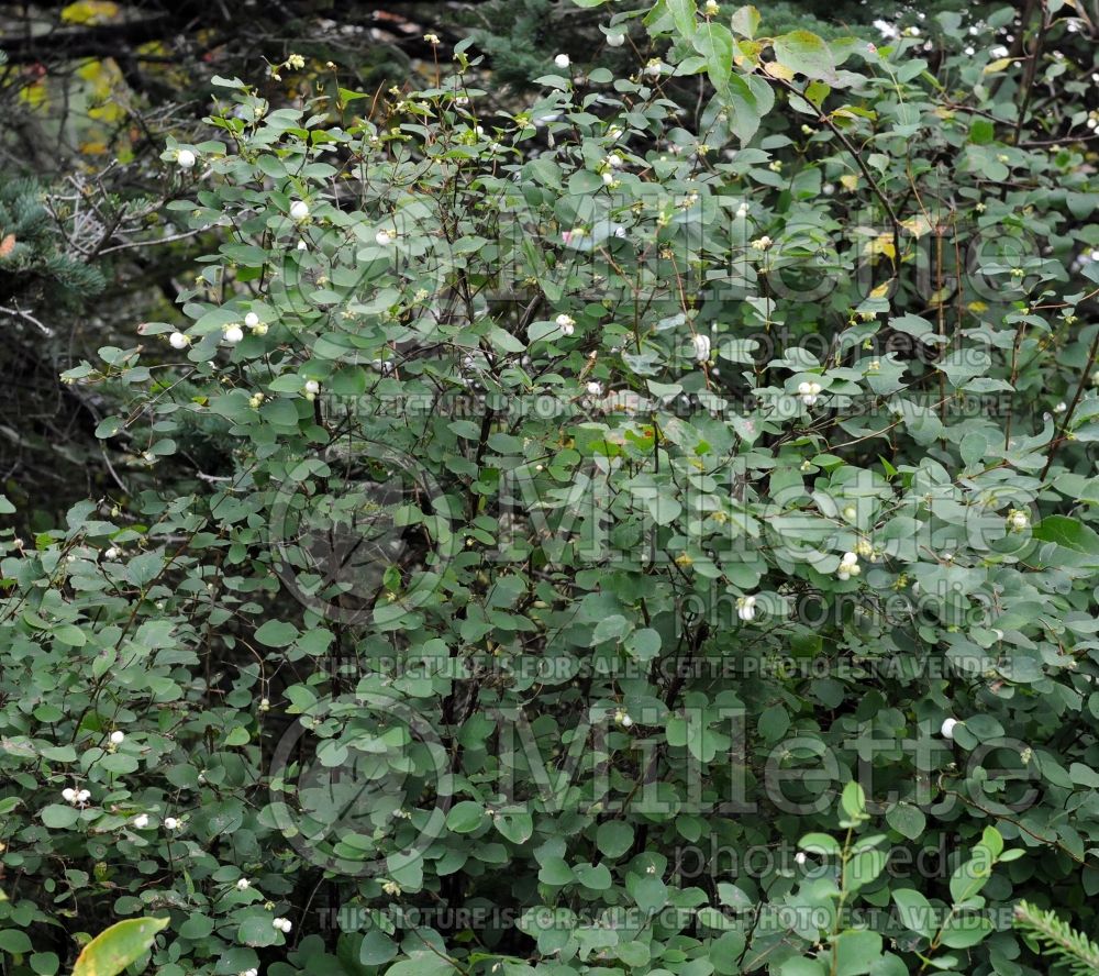 Symphoricarpos albus (Snowberry - Symphorine) 10 