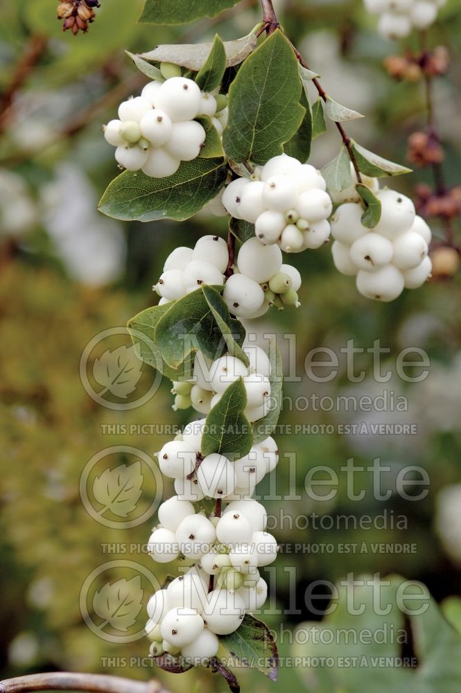 Symphoricarpos albus (Snowberry - Symphorine) 7 