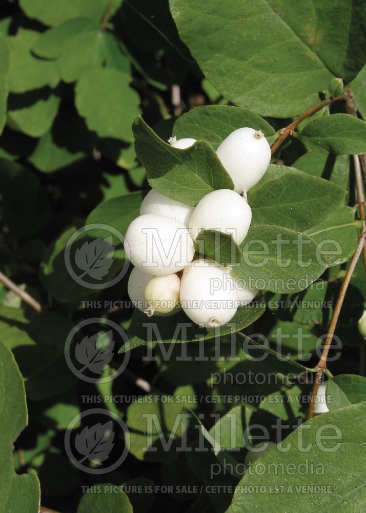 Symphoricarpos albus (Snowberry - Symphorine) 8 