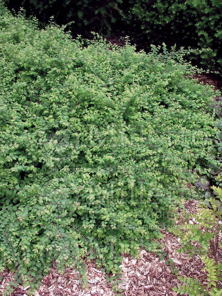 Symphoricarpos Hancock (Snowberry) 1 